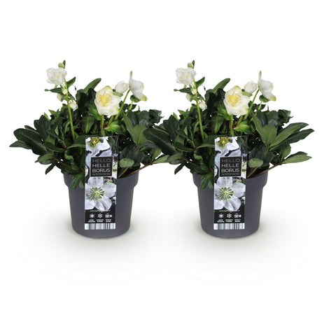 Livraison plante Hellébore Christmas Carol – Lot de 2 – Pot 17 cm