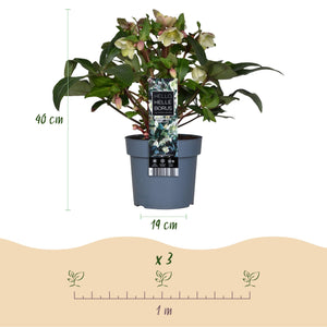 Livraison plante Hellébore Diamfire – Pot 19 cm – Hauteur 40 cm