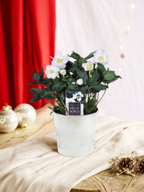 Livraison plante Hellebore Niger blanc de Noël et son pot Zink