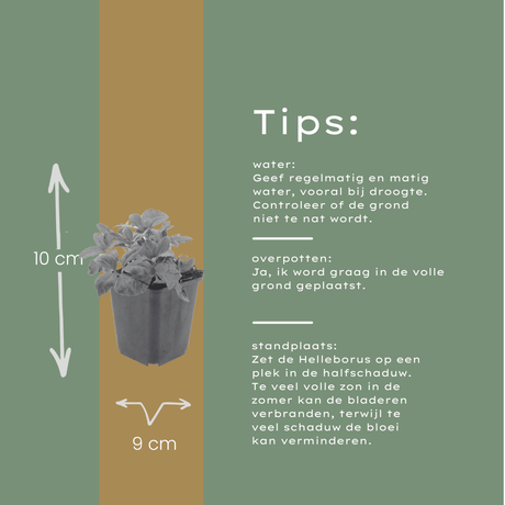 Livraison plante Hellebore oriental