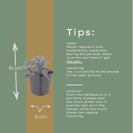 Livraison plante Hellebore oriental