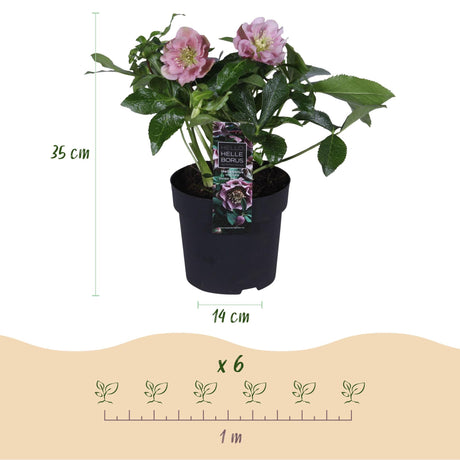 Livraison plante Hellébore orientale Double Ellen Pink – Lot de 2 – Pot 14 cm
