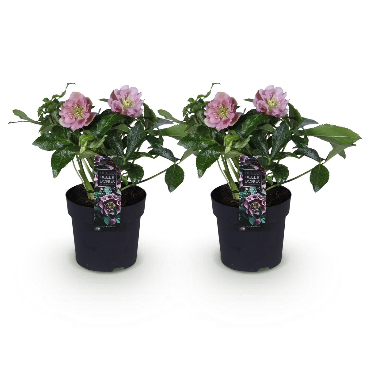 Livraison plante Hellébore orientale Double Ellen Pink – Lot de 2 – Pot 14 cm