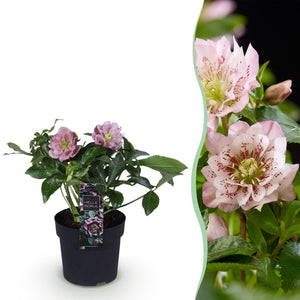 Livraison plante Hellébore orientale Double Ellen Pink – Pot 14 cm