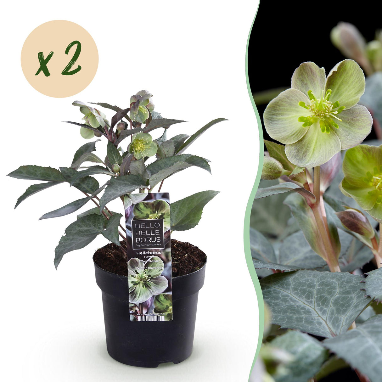 Livraison plante Hellebore sternii Silver Dollar x1