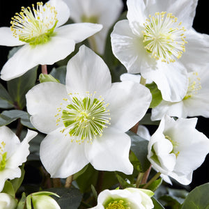Livraison plante Helleborus Christmas Carol – Lot de 2 – Pot 14 cm