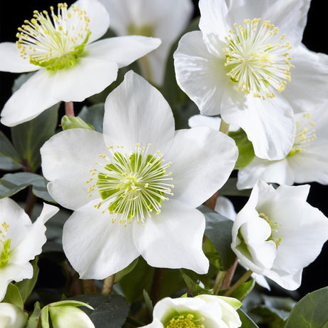 Livraison plante Helleborus Christmas Carol – Lot de 4 – Hauteur 25 cm