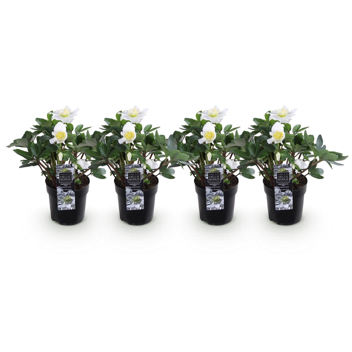 Livraison plante Helleborus Christmas Carol – Lot de 4 – Hauteur 25 cm