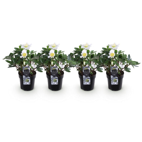 Livraison plante Helleborus Christmas Carol – Lot de 4 – Hauteur 25 cm