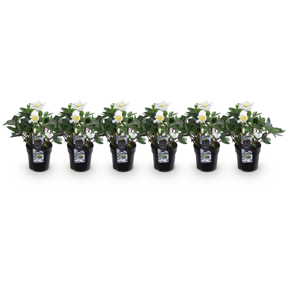 Livraison plante Helleborus Christmas Carol – Lot de 6 – Pot 10,5 cm