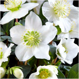 Livraison plante Helleborus niger 'Christmas Carol' - Lot de 6