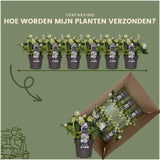 Livraison plante Helleborus niger 'Christmas Carol' - Lot de 6