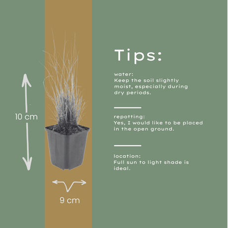 Livraison plante Herbe aux diamants