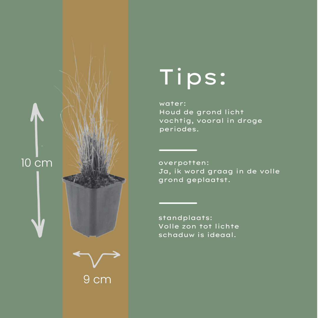 Livraison plante Herbe aux diamants