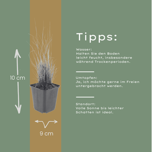 Livraison plante Herbe aux diamants