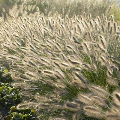 Herbe Aux Écouvillons (Pennisetum Alopecuroides) 'Hameln'