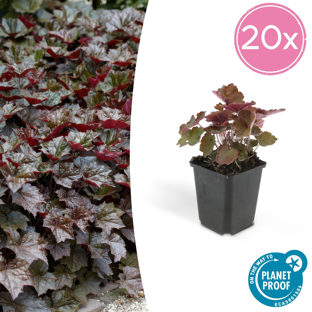 Livraison plante Heuchera Palace Purple