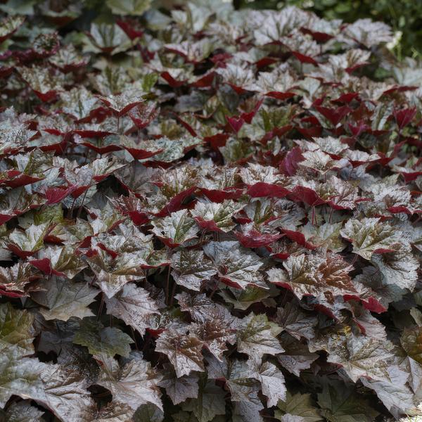 Livraison plante Heuchère 'Palace Purple'