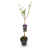 Livraison plante Hibiscus Lavendor Chiffon – Pot 19 cm – Hauteur 90 cm