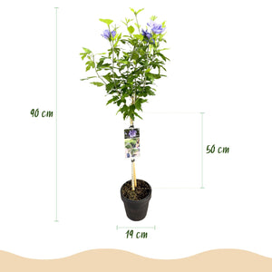 Livraison plante Hibiscus syriacus Blue Chiffon® – Pot 19 cm – Hauteur 90 cm
