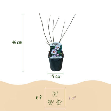 Livraison plante Hibiscus syriacus Hamabo – Pot 17 cm – Hauteur 45 cm