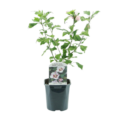 Livraison plante Hibiscus syriacus Hamabo – Pot 17 cm – Hauteur 45 cm