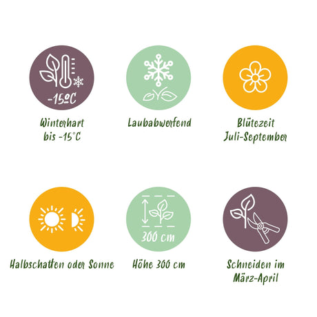 Livraison plante Hibiscus syriacus Hamabo – Pot 17 cm – Hauteur 45 cm