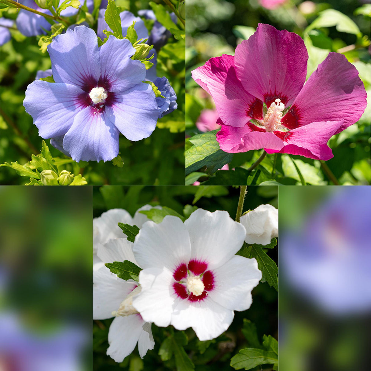 Livraison plante Hibiscus syriacus Tricolour – Lot de 3 – Hauteur 45 cm