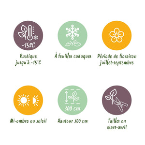 Livraison plante Hibiscus syriacus Tricolour – Lot de 3 – Hauteur 45 cm