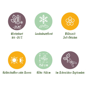 Livraison plante Hortensia Annabelle – Lot de 1 – Pot 17 cm – Hauteur 50 cm