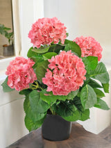 Livraison plante Hortensia Artificiel Blanc