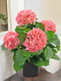 Livraison plante Hortensia artificiel rose