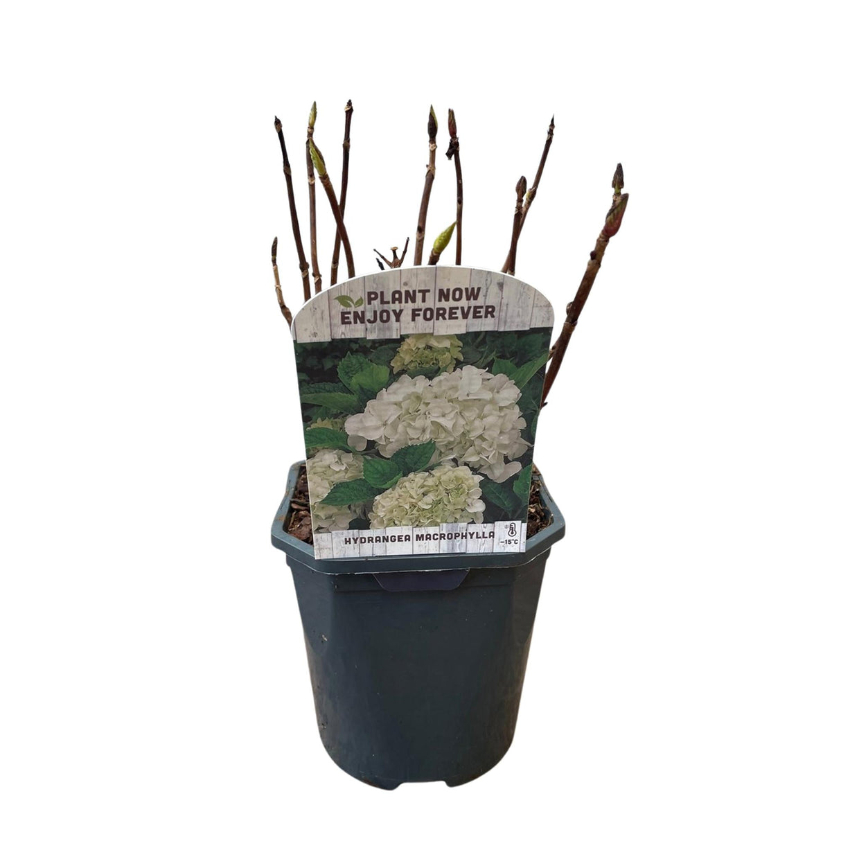 Livraison plante Hortensia blanc – Lot de 3 – Pot 17 cm – Hauteur 30 cm