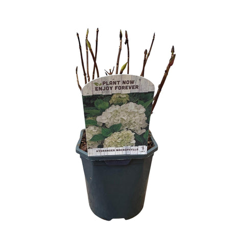 Livraison plante Hortensia blanc – Lot de 3 – Pot 17 cm – Hauteur 30 cm