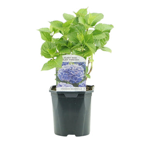 Livraison plante Hortensia Blauw – Lot de 3 – Pot 17 cm – Hauteur 30 cm