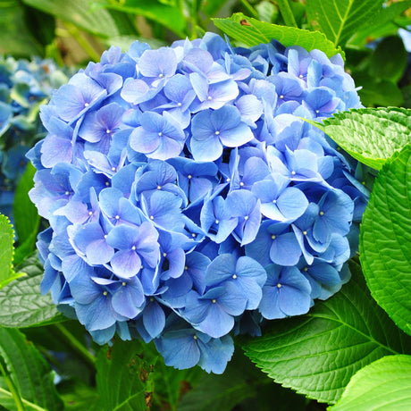 Livraison plante Hortensia Blauw – Lot de 3 – Pot 17 cm – Hauteur 30 cm