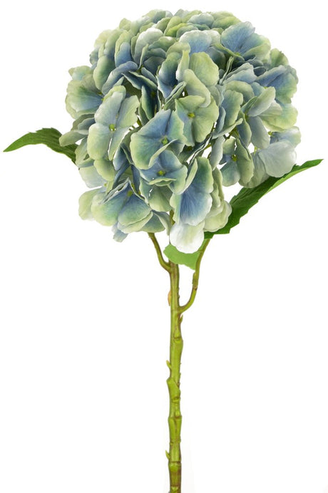 Livraison plante Hortensia bleu