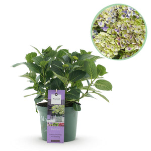 Livraison plante Hortensia bleu bijoux en pot