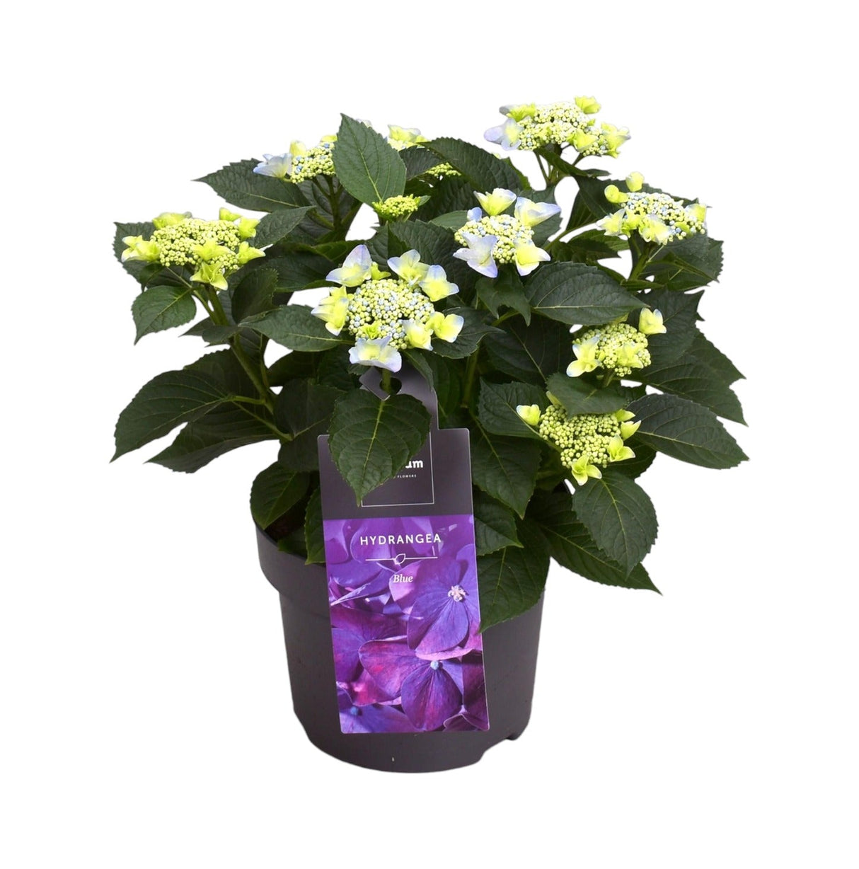 Livraison plante Hortensia bleue violet 7 - 12 têtes - plante fleurie d'extérieur
