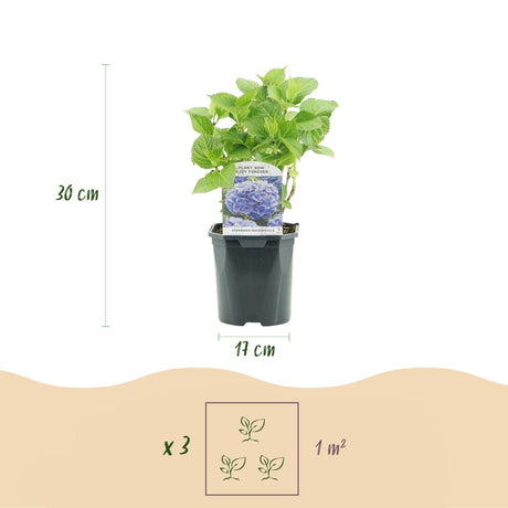 Livraison plante Hortensia Blue – Lot de 1 – Pot 17 cm – Hauteur 30 cm