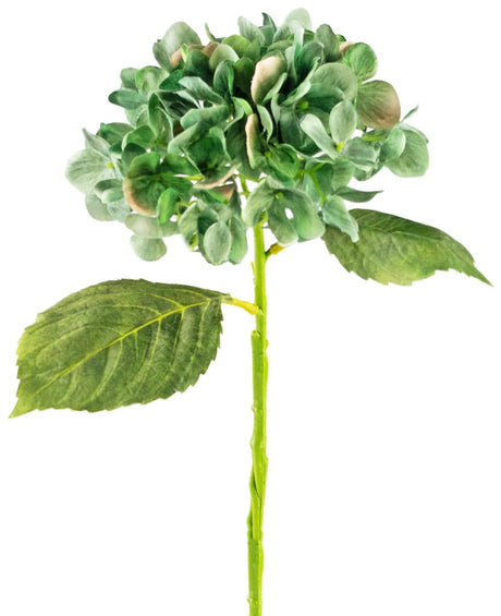 Livraison plante Hortensia Deluxe Vert Foncé