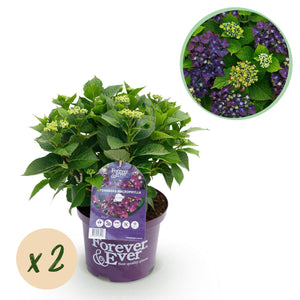 Livraison plante Hortensia en pot