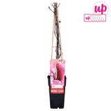 Livraison plante Hortensia 'Engelmannii'