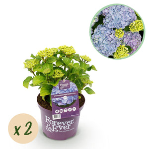 Livraison plante Hortensia Forever & Ever bleu – Lot de 2 – Pot 23 cm