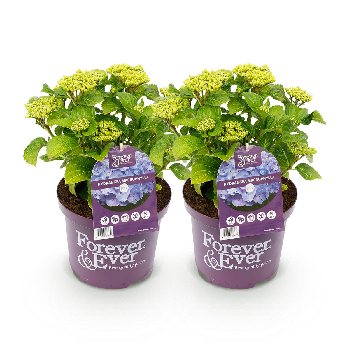 Livraison plante Hortensia Forever & Ever bleu – Lot de 2 – Pot 23 cm