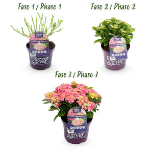 Livraison plante Hortensia Forever & Ever – Lot de 2 – Pot 23 cm