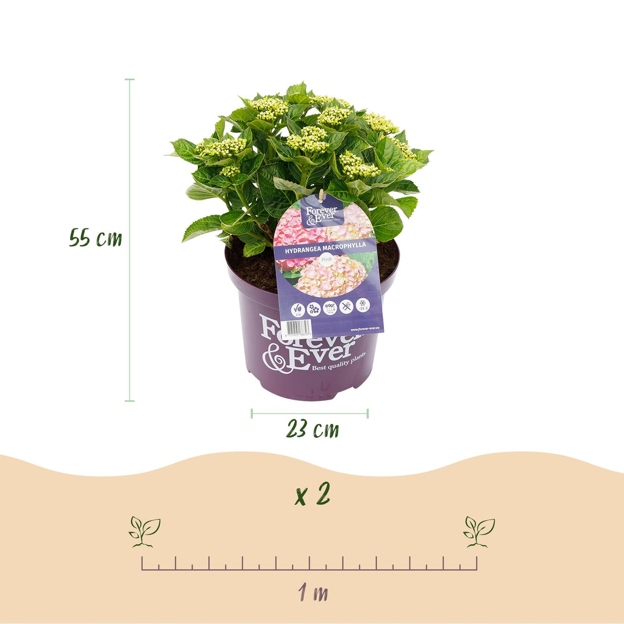 Livraison plante Hortensia Forever & Ever – Lot de 2 – Pot 23 cm