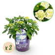 Livraison plante Hortensia Forever & Ever – Lot de 2 – Pot 23 cm