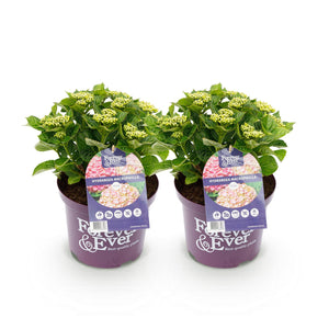 Livraison plante Hortensia Forever & Ever – Lot de 2 – Pot 23 cm