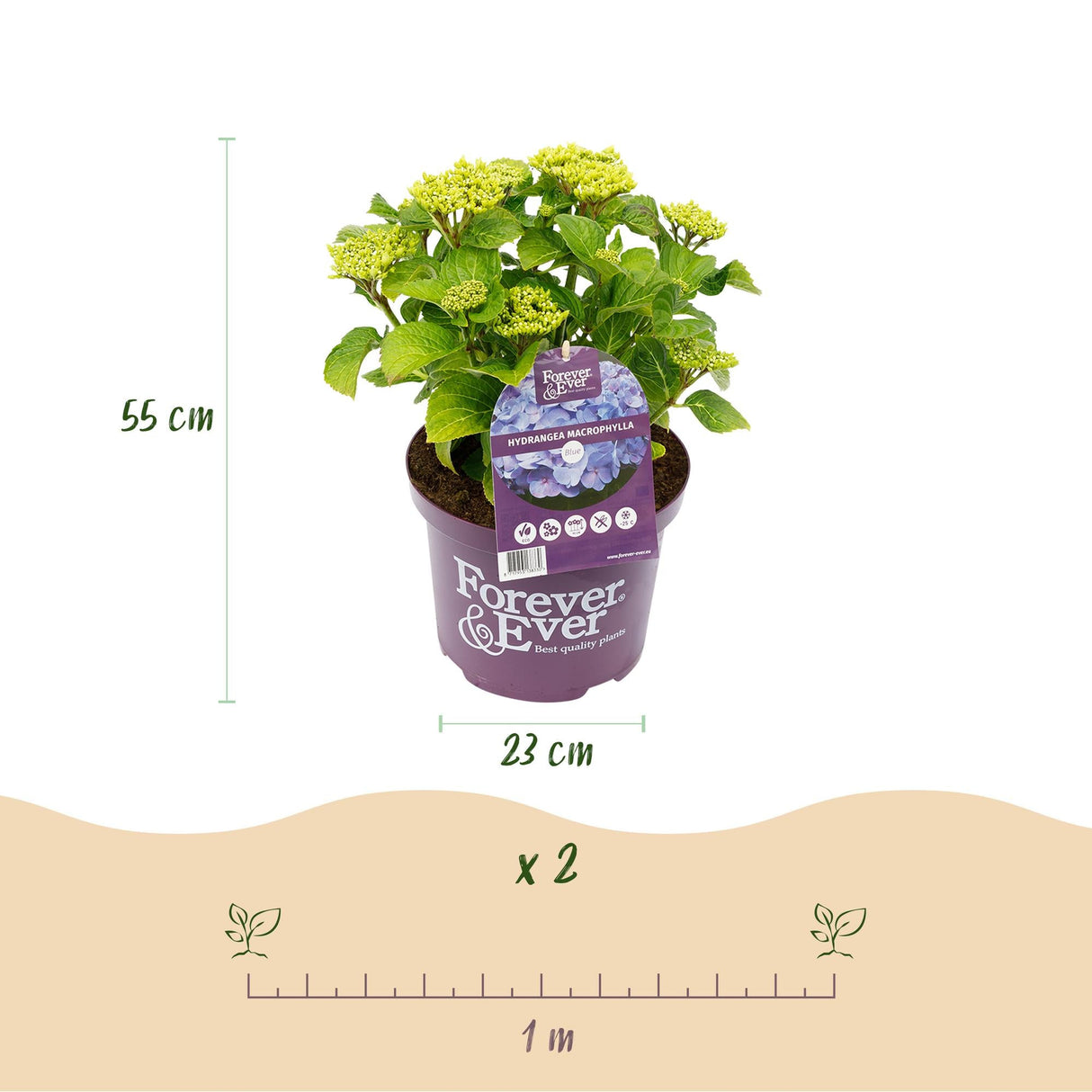 Livraison plante Hortensia Forever & Ever – Pot 23 cm – Hauteur 55 cm